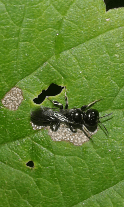 Crabronidae : Crossocerus sp.?  S